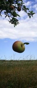 apple-falling-from-tree